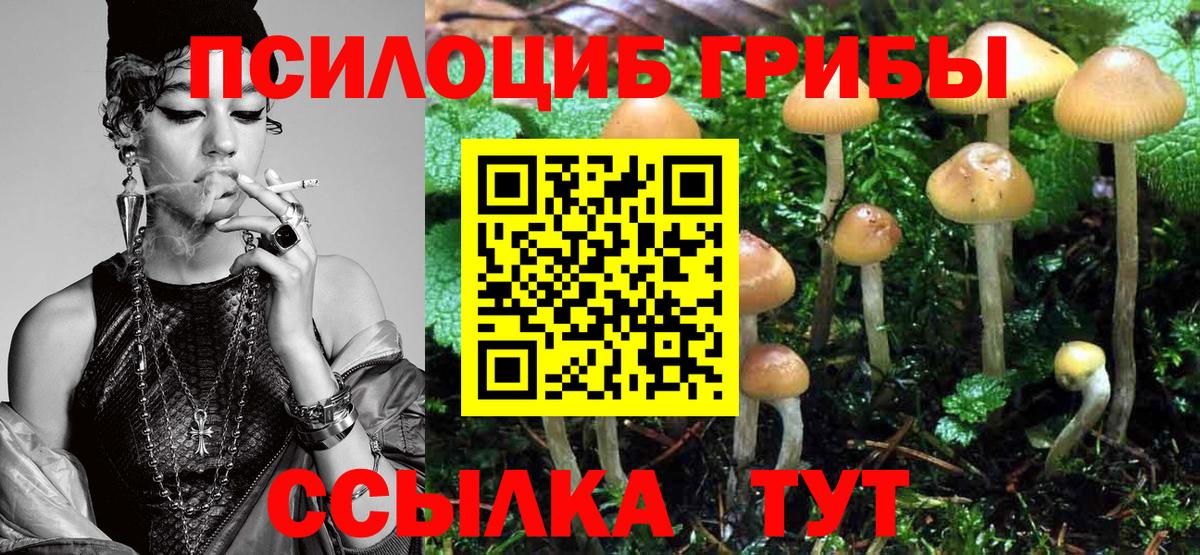 Галлюциногенные грибы Psilocybe Энгельс